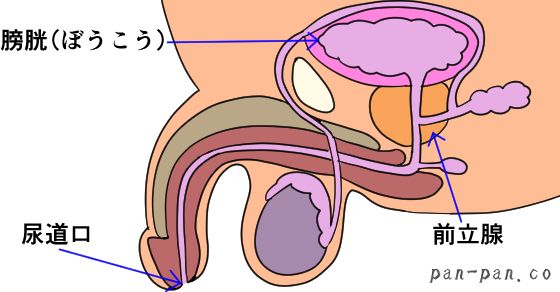 ひなたまりん【ジム潮吹き】パイパン長身美女が筋トレ中に男喰い | 潮吹き鑑定団