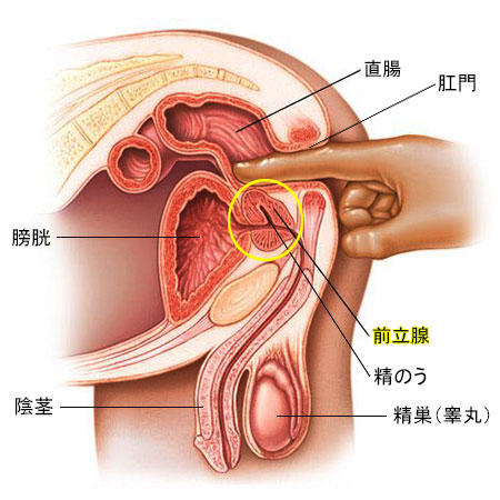 それって前立腺肥大症かも？