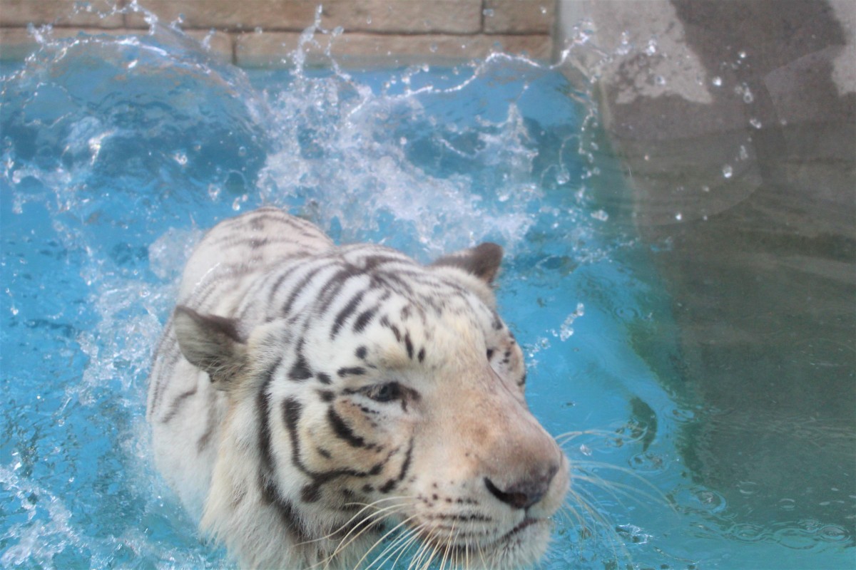 春日部市周辺】東武動物公園にて、11月7日（木）ホワイトタイガーの赤ちゃんが誕生！ 限定イベント「ちびトラ健康診断見学会」は今だけ！ |