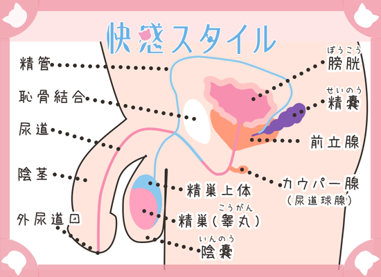 アナルオナニーをするなら前立腺・膀胱・精嚢の位置をイメージせよ | アネドラ