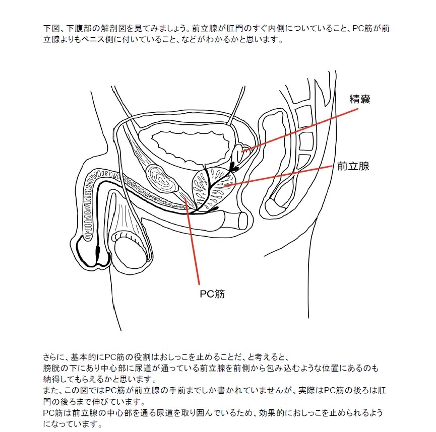 前立腺責めのやり方とコツ！気持ちいい前立腺マッサージの方法をイラストで解説