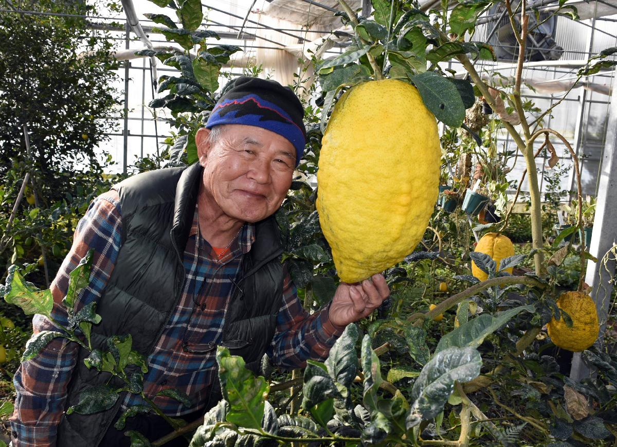 楽天市場】グリーンレモン 高知産 レモン 3kg 檸檬