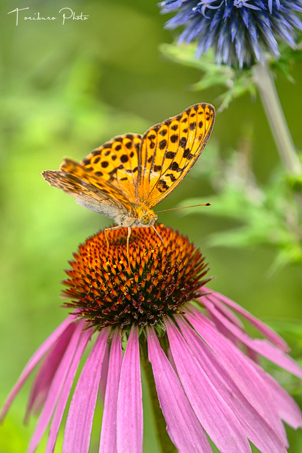 エキノプス・スファエロケファルス (Echinops sphaerocephalus)