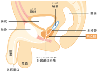 前立腺は三方向から責められるって知ってた？｜BLニュース ちるちる