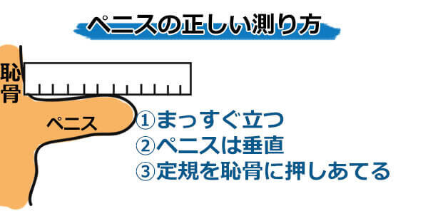 チンコの平均サイズ日本人はどのくらい？女性が喜ぶジャストサイズも公開！ | ペニス増大サプリおすすめランキング