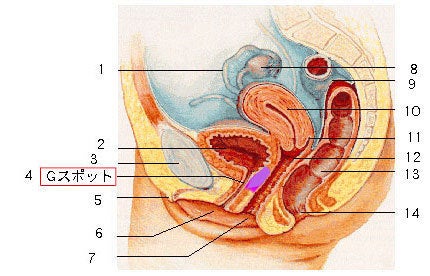 Gスポット開発とは？場所と位置の見つけ方 - 夜の保健室