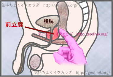 前立腺とは 泌尿器科 診療科のご案内