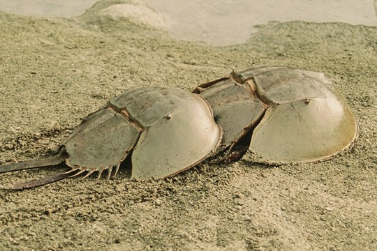 さわって！さわって！カブトガニ | 鳥羽水族館 飼育日記