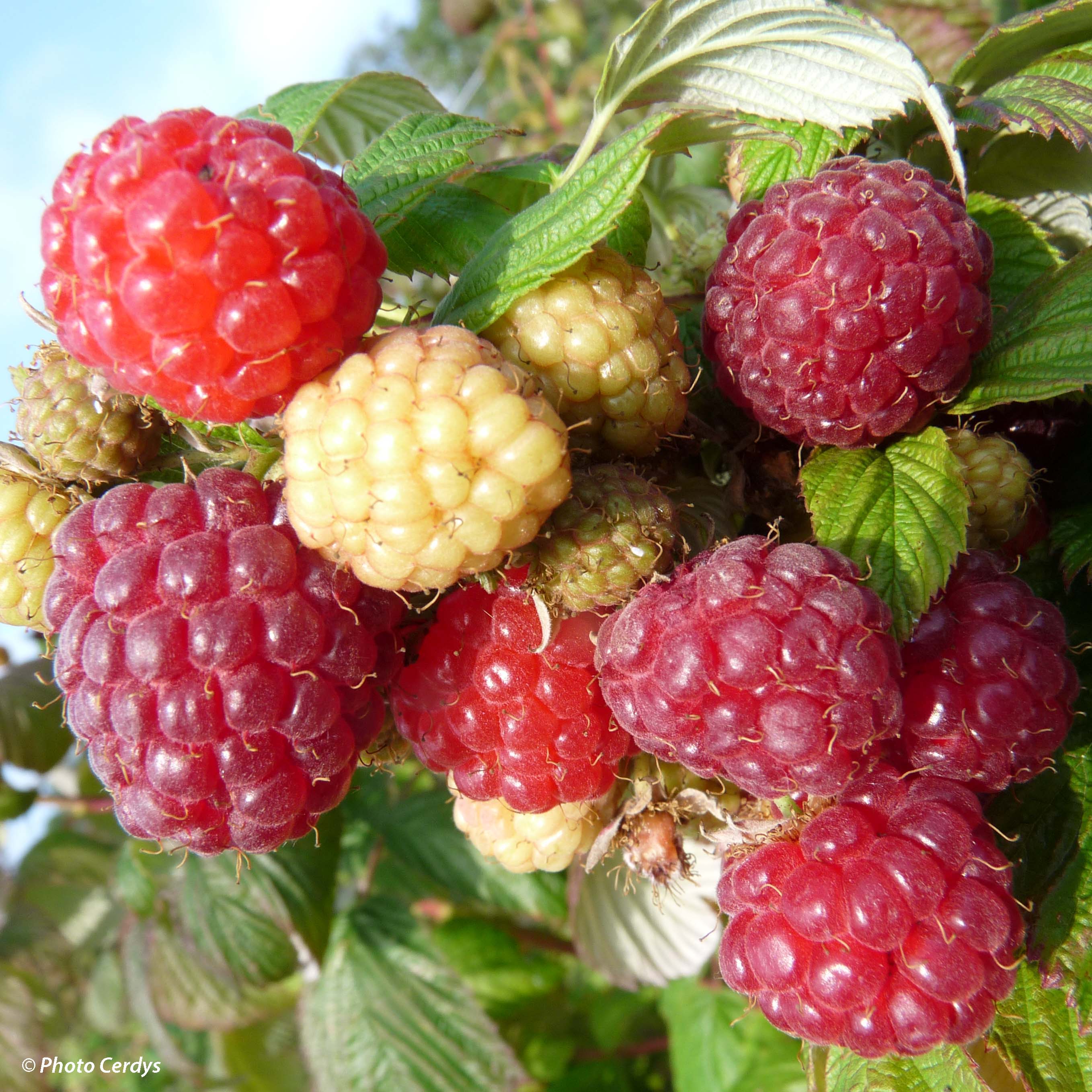 Raspberry 'Aroma Queen®' - young