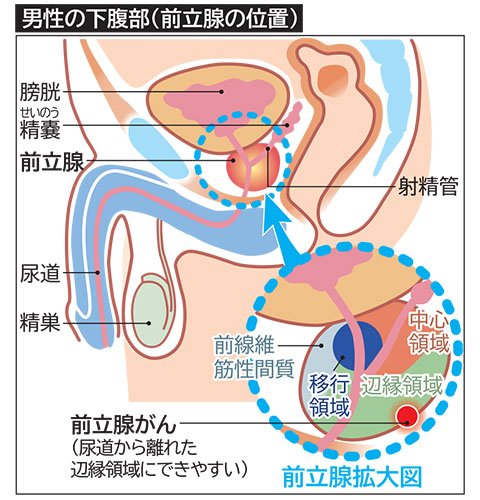 前立腺肥大症と便秘は密接に関係している！原因と改善方法まで紹介 - 医療法人神楽岡泌尿器科 | 北海道旭川市